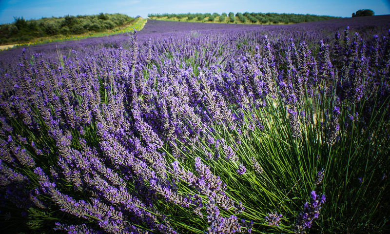 soleil sur Valensole