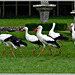 Cigognes blanches au parc zoologique de Pleugueneuc