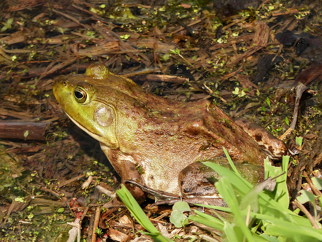 Day 3, Green Frog (?), Hillman Marsh, Ontario