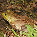 Day 3, Green Frog (?), Hillman Marsh, Ontario
