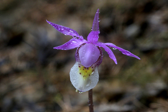 Eastern Fairy Slipper