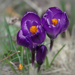 Crocus