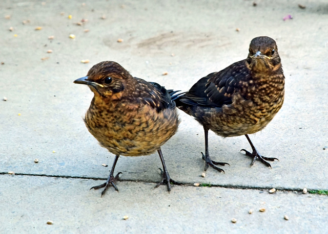 Young Blackbirds