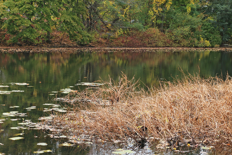 Fall rushes