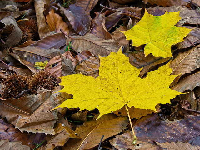 On the Forest Floor