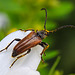 20210619 0987CPw [D~LIP] Rothalsbock (Leptura rubra), Wiesen-Margerite (Leucanthemum vulgare agg), Bad Salzuflen