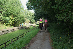 Horses on the Middlewood Way
