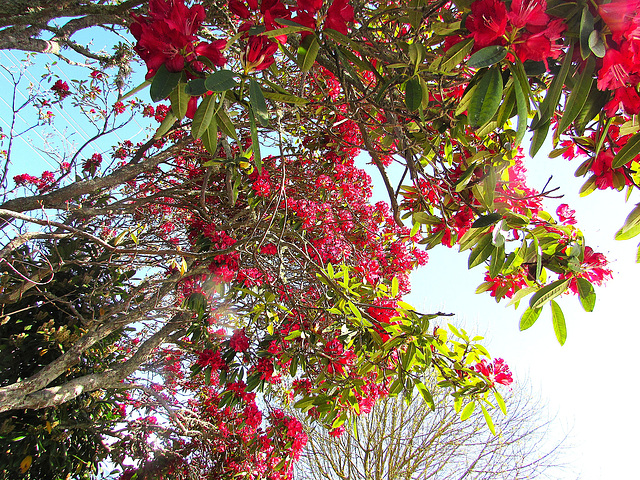 Red Blossoms
