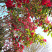 Red Blossoms