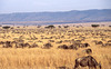 Wildebeest migrating in the Masai Mara