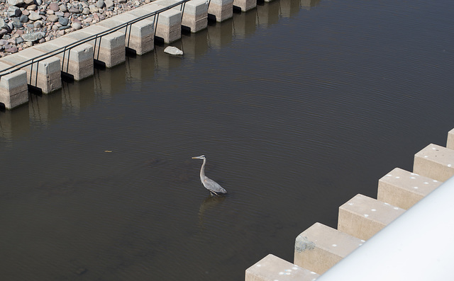 Tempe Town Lake Pedestrian bridge, heron (1897)