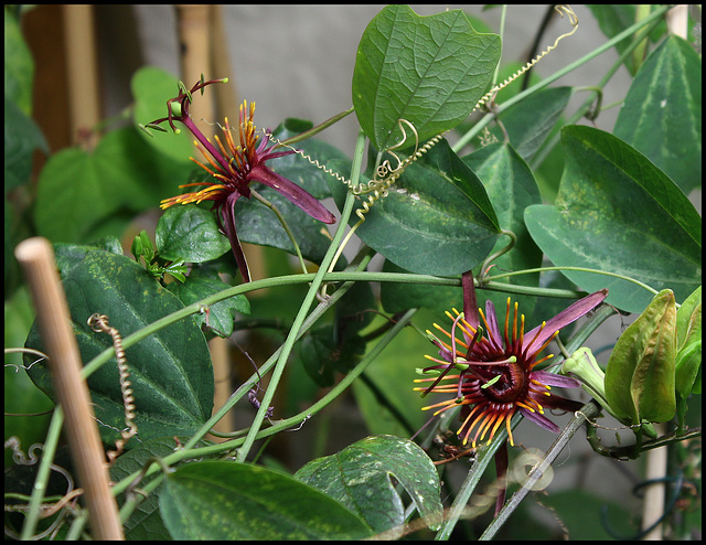 Passiflora 'Sunfire' (3)