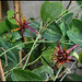 Passiflora 'Sunfire' (3)