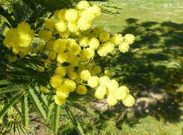 Le mimosa est arrivé...