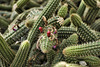 Positively Reptilian! – Desert House, Princess of Wales Conservatory, Kew Gardens, Richmond upon Thames, London, England