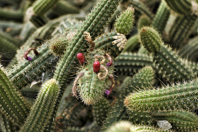 Positively Reptilian! – Desert House, Princess of Wales Conservatory, Kew Gardens, Richmond upon Thames, London, England