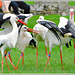 Vol de cigognes blanches au parc zoologique de Pleugueneuc