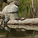 Day 3, Painted Turtles on a log, Hillman Marsh