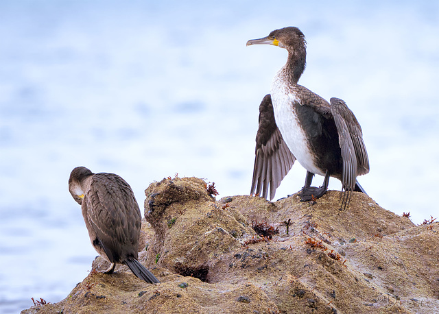 Cormorants