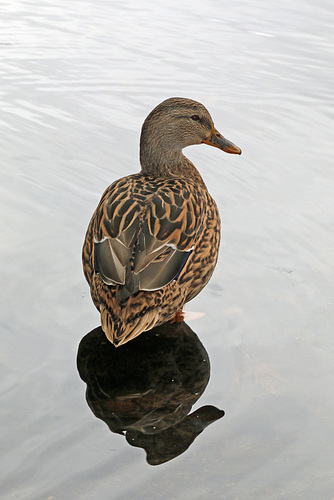 Mrs. Mallard