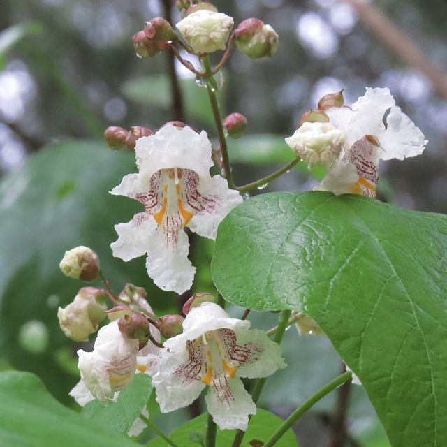 Catalpa speciosa flowers