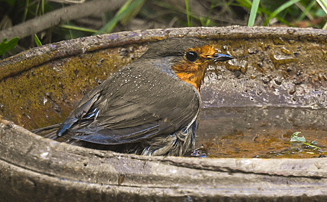 20220518 1084CPw [D~LIP] Rotkehlchen (Erithacus rubecula), Bad Salzuflen