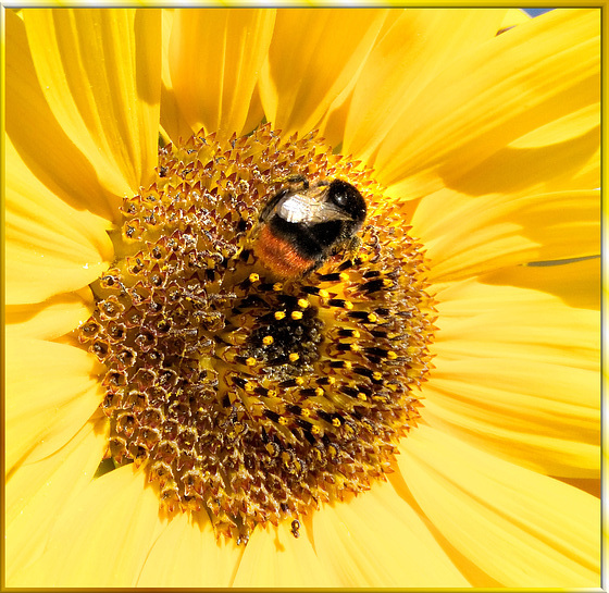 Ein wenig Sonne bei dem vielen Regen... ©UdoSm