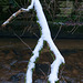 Snow covered branch