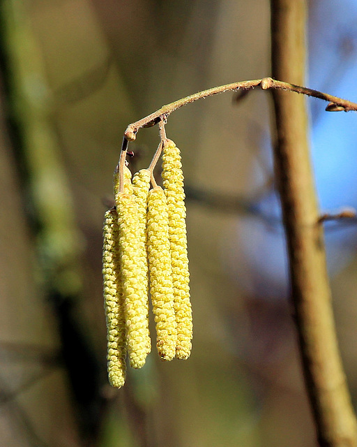 Bote des Frühlings