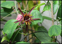Passiflora 'Sunfire'