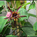 Passiflora 'Sunfire'