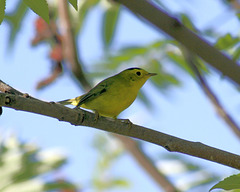 wilson's warbler / paruline à calotte noire