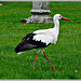 Cigogne blanche au parc zoologique de Pleugueneuc