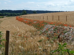 A Trench ~ A Fence ~ Millions of Poppies