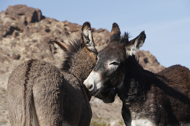 Burro Love