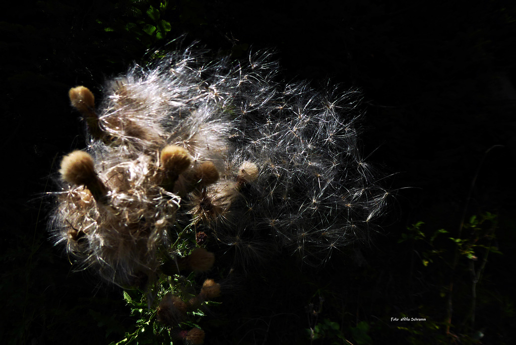 Distel-Samen