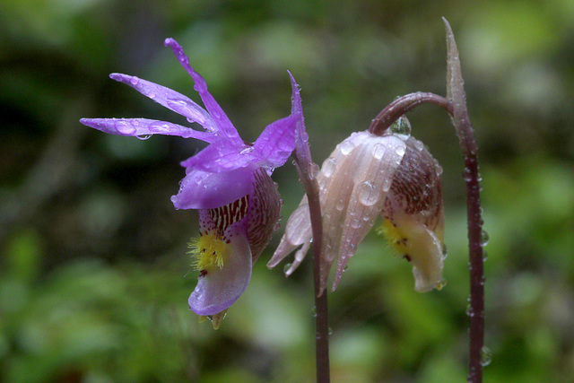 Western Fairy Slipper