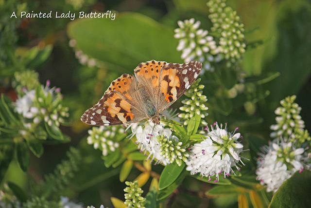 Painted Lady butterfly