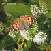 Painted Lady butterfly