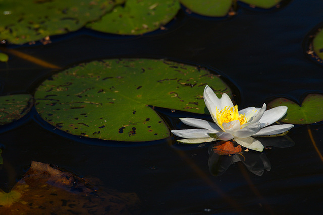 Der tausendblättrige Lotus (isses nicht ganz, aber fast)