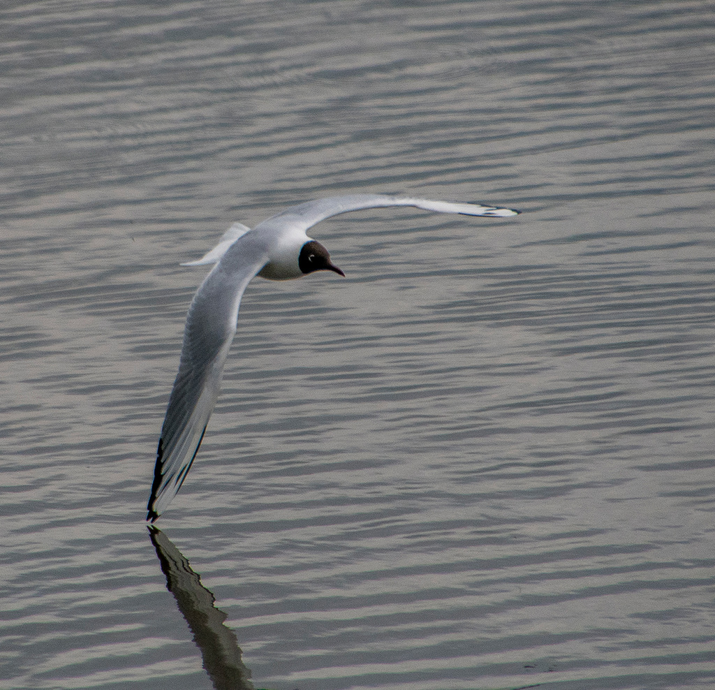 Black headed gull.4jpg