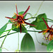 Passiflora 'Sunfire' (1)