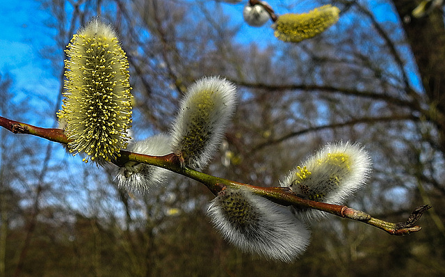 20200315 6823CPw [D~LIP] Sal-Weide (Salix caprea), UWZ, Bad Salzuflen