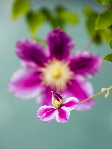 Clematis