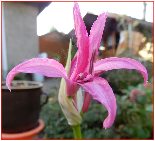 Nerine - verspätete  Blüte