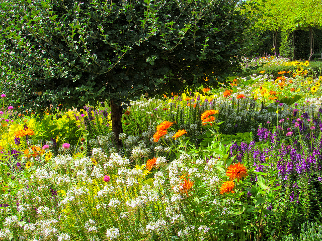 Flowers as far as the Eye can see