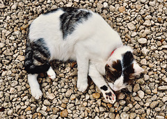 The Lacock Abbey Cat