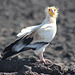 Egyptian Vulture