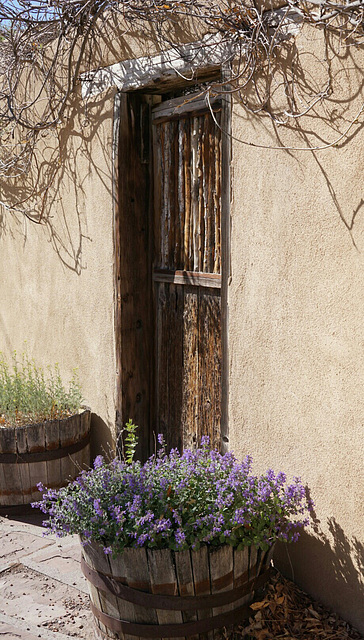 Vines and Door