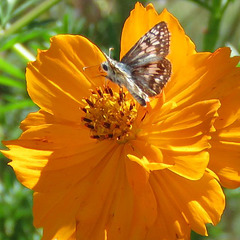 Checkered Skipper visit ..